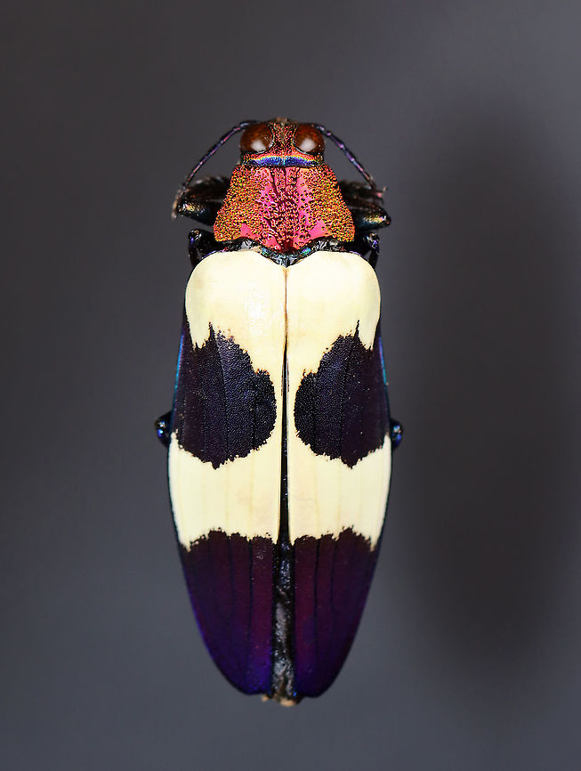 Red Speckled Jewel Beetle - Chrysochroa buqueti rugicollis Native to Southeast Asia<br />
<br />
*Pinned specimen<br />
<figure class="photo"><a href="https://www.jungledragon.com/image/111966/red_speckled_jewel_beetle_-_chrysochroa_buqueti_rugicollis.html" title="Red Speckled Jewel Beetle - Chrysochroa buqueti rugicollis"><img src="https://s3.amazonaws.com/media.jungledragon.com/images/3232/111966_thumb.jpg?AWSAccessKeyId=05GMT0V3GWVNE7GGM1R2&Expires=1769040010&Signature=Fmu6ePPwzfwByBEQI07oqlj1KPs%3D" width="200" height="142" alt="Red Speckled Jewel Beetle - Chrysochroa buqueti rugicollis Native to Southeast Asia<br />
<br />
*Pinned specimen<br />
https://www.jungledragon.com/image/111964/red_speckled_jewel_beetle_-_chrysochroa_buqueti_rugicollis.html<br />
https://www.jungledragon.com/image/111965/red_speckled_jewel_beetle_-_chrysochroa_buqueti_rugicollis.html Chrysochroa buqueti,Geotagged,Red Speckled Jewel Beetle,Spring,United States" /></a></figure><br />
<figure class="photo"><a href="https://www.jungledragon.com/image/111965/red_speckled_jewel_beetle_-_chrysochroa_buqueti_rugicollis.html" title="Red Speckled Jewel Beetle - Chrysochroa buqueti rugicollis"><img src="https://s3.amazonaws.com/media.jungledragon.com/images/3232/111965_thumb.jpg?AWSAccessKeyId=05GMT0V3GWVNE7GGM1R2&Expires=1769040010&Signature=67nE1numXzDVdiqCv1t%2BA%2FbU5%2Bw%3D" width="130" height="152" alt="Red Speckled Jewel Beetle - Chrysochroa buqueti rugicollis Native to Southeast Asia<br />
<br />
*Pinned specimen<br />
https://www.jungledragon.com/image/111964/red_speckled_jewel_beetle_-_chrysochroa_buqueti_rugicollis.html<br />
https://www.jungledragon.com/image/111966/red_speckled_jewel_beetle_-_chrysochroa_buqueti_rugicollis.html Chrysochroa buqueti,Geotagged,Red Speckled Jewel Beetle,Spring,United States" /></a></figure> Buprestidae,Chrysochroa buqueti,Chrysochroa buqueti rugicollis,Geotagged,Red Speckled Jewel Beetle,Spring,United States,beetle,jewel beetle