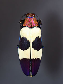 Red Speckled Jewel Beetle - Chrysochroa buqueti rugicollis Native to Southeast Asia

*Pinned specimen
https://www.jungledragon.com/image/111966/red_speckled_jewel_beetle_-_chrysochroa_buqueti_rugicollis.html
https://www.jungledragon.com/image/111965/red_speckled_jewel_beetle_-_chrysochroa_buqueti_rugicollis.html Buprestidae,Chrysochroa buqueti,Chrysochroa buqueti rugicollis,Geotagged,Red Speckled Jewel Beetle,Spring,United States,beetle,jewel beetle