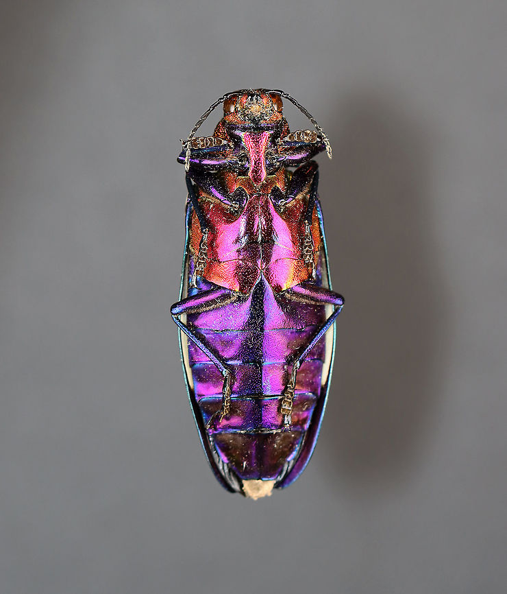 Red Speckled Jewel Beetle - Chrysochroa buqueti rugicollis Native to Southeast Asia<br />
<br />
*Pinned specimen<br />
<figure class="photo"><a href="https://www.jungledragon.com/image/111964/red_speckled_jewel_beetle_-_chrysochroa_buqueti_rugicollis.html" title="Red Speckled Jewel Beetle - Chrysochroa buqueti rugicollis"><img src="https://s3.amazonaws.com/media.jungledragon.com/images/3232/111964_thumb.jpg?AWSAccessKeyId=05GMT0V3GWVNE7GGM1R2&Expires=1759968010&Signature=1EWz46%2BFwynaen6n8Cwa9dG7F24%3D" width="116" height="152" alt="Red Speckled Jewel Beetle - Chrysochroa buqueti rugicollis Native to Southeast Asia<br />
<br />
*Pinned specimen<br />
https://www.jungledragon.com/image/111966/red_speckled_jewel_beetle_-_chrysochroa_buqueti_rugicollis.html<br />
https://www.jungledragon.com/image/111965/red_speckled_jewel_beetle_-_chrysochroa_buqueti_rugicollis.html Buprestidae,Chrysochroa buqueti,Chrysochroa buqueti rugicollis,Geotagged,Red Speckled Jewel Beetle,Spring,United States,beetle,jewel beetle" /></a></figure><br />
<figure class="photo"><a href="https://www.jungledragon.com/image/111966/red_speckled_jewel_beetle_-_chrysochroa_buqueti_rugicollis.html" title="Red Speckled Jewel Beetle - Chrysochroa buqueti rugicollis"><img src="https://s3.amazonaws.com/media.jungledragon.com/images/3232/111966_thumb.jpg?AWSAccessKeyId=05GMT0V3GWVNE7GGM1R2&Expires=1759968010&Signature=D6bChrQsrVqU6ww3QMC22v7rWvc%3D" width="200" height="142" alt="Red Speckled Jewel Beetle - Chrysochroa buqueti rugicollis Native to Southeast Asia<br />
<br />
*Pinned specimen<br />
https://www.jungledragon.com/image/111964/red_speckled_jewel_beetle_-_chrysochroa_buqueti_rugicollis.html<br />
https://www.jungledragon.com/image/111965/red_speckled_jewel_beetle_-_chrysochroa_buqueti_rugicollis.html Chrysochroa buqueti,Geotagged,Red Speckled Jewel Beetle,Spring,United States" /></a></figure> Chrysochroa buqueti,Geotagged,Red Speckled Jewel Beetle,Spring,United States