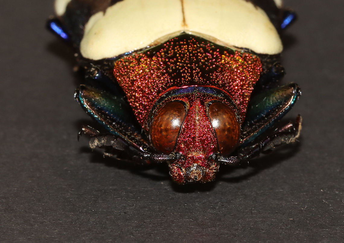 Red Speckled Jewel Beetle - Chrysochroa buqueti rugicollis Native to Southeast Asia<br />
<br />
*Pinned specimen<br />
<figure class="photo"><a href="https://www.jungledragon.com/image/111964/red_speckled_jewel_beetle_-_chrysochroa_buqueti_rugicollis.html" title="Red Speckled Jewel Beetle - Chrysochroa buqueti rugicollis"><img src="https://s3.amazonaws.com/media.jungledragon.com/images/3232/111964_thumb.jpg?AWSAccessKeyId=05GMT0V3GWVNE7GGM1R2&Expires=1759968010&Signature=1EWz46%2BFwynaen6n8Cwa9dG7F24%3D" width="116" height="152" alt="Red Speckled Jewel Beetle - Chrysochroa buqueti rugicollis Native to Southeast Asia<br />
<br />
*Pinned specimen<br />
https://www.jungledragon.com/image/111966/red_speckled_jewel_beetle_-_chrysochroa_buqueti_rugicollis.html<br />
https://www.jungledragon.com/image/111965/red_speckled_jewel_beetle_-_chrysochroa_buqueti_rugicollis.html Buprestidae,Chrysochroa buqueti,Chrysochroa buqueti rugicollis,Geotagged,Red Speckled Jewel Beetle,Spring,United States,beetle,jewel beetle" /></a></figure><br />
<figure class="photo"><a href="https://www.jungledragon.com/image/111965/red_speckled_jewel_beetle_-_chrysochroa_buqueti_rugicollis.html" title="Red Speckled Jewel Beetle - Chrysochroa buqueti rugicollis"><img src="https://s3.amazonaws.com/media.jungledragon.com/images/3232/111965_thumb.jpg?AWSAccessKeyId=05GMT0V3GWVNE7GGM1R2&Expires=1759968010&Signature=D0GvdBKH7H%2BhtmMG%2B3a6vPa3biA%3D" width="130" height="152" alt="Red Speckled Jewel Beetle - Chrysochroa buqueti rugicollis Native to Southeast Asia<br />
<br />
*Pinned specimen<br />
https://www.jungledragon.com/image/111964/red_speckled_jewel_beetle_-_chrysochroa_buqueti_rugicollis.html<br />
https://www.jungledragon.com/image/111966/red_speckled_jewel_beetle_-_chrysochroa_buqueti_rugicollis.html Chrysochroa buqueti,Geotagged,Red Speckled Jewel Beetle,Spring,United States" /></a></figure> Chrysochroa buqueti,Geotagged,Red Speckled Jewel Beetle,Spring,United States