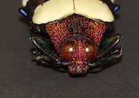 Red Speckled Jewel Beetle - Chrysochroa buqueti rugicollis Native to Southeast Asia<br />
<br />
*Pinned specimen<br />
https://www.jungledragon.com/image/111964/red_speckled_jewel_beetle_-_chrysochroa_buqueti_rugicollis.html<br />
https://www.jungledragon.com/image/111965/red_speckled_jewel_beetle_-_chrysochroa_buqueti_rugicollis.html Chrysochroa buqueti,Geotagged,Red Speckled Jewel Beetle,Spring,United States