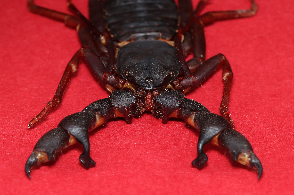 Vinegaroon - Hypoctonus rangunensis These are really cool arthropods.  They are called &quot;whip scorpions&quot; because they look like true scorpions and have a whip-like tail. The common name &quot;vinegaroon&quot; refers to their ability to discharge a liquid, which contains acetic acid and thus smells like vinegar. <br />
<br />
*Pinned specimen. Native to Asia.<br />
<figure class="photo"><a href="https://www.jungledragon.com/image/111968/vinegaroon_-_hypoctonus_rangunensis.html" title="Vinegaroon - Hypoctonus rangunensis"><img src="https://s3.amazonaws.com/media.jungledragon.com/images/3232/111968_thumb.jpg?AWSAccessKeyId=05GMT0V3GWVNE7GGM1R2&Expires=1759968010&Signature=aRHe%2BHv48e0oQE1aiR4IQN3UjDE%3D" width="112" height="152" alt="Vinegaroon - Hypoctonus rangunensis These are really cool arthropods. They are called &quot;whip scorpions&quot; because they look like true scorpions and have a whip-like tail. The common name &quot;vinegaroon&quot; refers to their ability to discharge a liquid, which contains acetic acid and thus smells like vinegar.<br />
<br />
*Pinned specimen. Native to Asia.<br />
https://www.jungledragon.com/image/111967/vinegaroon_-_hypoctonus_rangunensis.html Geotagged,Hypoctonus rangunensis,Spring,United States" /></a></figure> Geotagged,Hypoctonus,Hypoctonus rangunensis,Spring,Thelyphonida,United States,Uropygi,Vinegaroon,uropygid,vinegar scorpion,whip scorpion