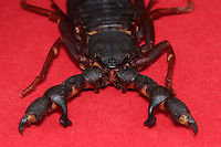 Vinegaroon - Hypoctonus rangunensis These are really cool arthropods. They are called "whip scorpions" because they look like true scorpions and have a whip-like tail. The common name "vinegaroon" refers to their ability to discharge a liquid, which contains acetic acid and thus smells like vinegar. <br />
<br />
*Pinned specimen. Native to Asia.<br />
https://www.jungledragon.com/image/111968/vinegaroon_-_hypoctonus_rangunensis.html Geotagged,Hypoctonus,Hypoctonus rangunensis,Spring,Thelyphonida,United States,Uropygi,Vinegaroon,uropygid,vinegar scorpion,whip scorpion