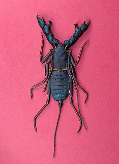 Vinegaroon - Hypoctonus rangunensis These are really cool arthropods. They are called "whip scorpions" because they look like true scorpions and have a whip-like tail. The common name "vinegaroon" refers to their ability to discharge a liquid, which contains acetic acid and thus smells like vinegar.

*Pinned specimen. Native to Asia.
https://www.jungledragon.com/image/111967/vinegaroon_-_hypoctonus_rangunensis.html Geotagged,Hypoctonus rangunensis,Spring,United States