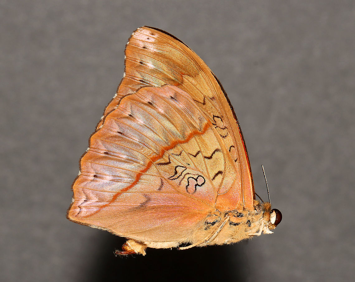 Blood-red Glider - Cymothoe sangaris This butterfly gets its common name from the vibrant red wings (dorsal). This individual is very old and crunchy, but I am going to try to spread it anyway.<br />
<br />
*Pinned specimen. Native to Central Africa.<br />
<figure class="photo"><a href="https://www.jungledragon.com/image/113124/blood-red_glider_-_cymothoe_sangaris.html" title="Blood-red Glider - Cymothoe sangaris"><img src="https://s3.amazonaws.com/media.jungledragon.com/images/3232/113124_thumb.jpg?AWSAccessKeyId=05GMT0V3GWVNE7GGM1R2&Expires=1769040010&Signature=lmKP4w5p9Ju5rWWgWV3aCXBG1ck%3D" width="200" height="146" alt="Blood-red Glider - Cymothoe sangaris This butterfly gets its common name from the vibrant red wings (dorsal). <br />
<br />
*Pinned specimen. Native to Central Africa.<br />
https://www.jungledragon.com/image/111969/blood-red_glider_-_cymothoe_sangaris.html Blood-red glider,Cymothoe sangaris,Geotagged,Spring,United States" /></a></figure> Blood-red glider,Cymothoe,Cymothoe sangaris,Geotagged,Nymphalidae,Spring,United States,butterfly