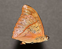 Blood-red Glider - Cymothoe sangaris This butterfly gets its common name from the vibrant red wings (dorsal). This individual is very old and crunchy, but I am going to try to spread it anyway.<br />
<br />
*Pinned specimen. Native to Central Africa.<br />
https://www.jungledragon.com/image/113124/blood-red_glider_-_cymothoe_sangaris.html Blood-red glider,Cymothoe,Cymothoe sangaris,Geotagged,Nymphalidae,Spring,United States,butterfly