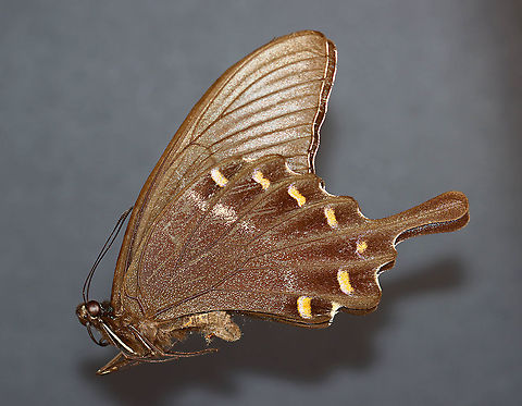 Alpine Black Swallowtail - Papilio maackii The dorsal surface of the wings is a really nice green color, which hopefully I can get a shot of if I am able to spread the wings.

*Pinned specimen. Native to Asia. Alpine Black Swallowtail,Geotagged,Papilio,Papilio maackii,Spring,Swallowtail,United States,butterfly