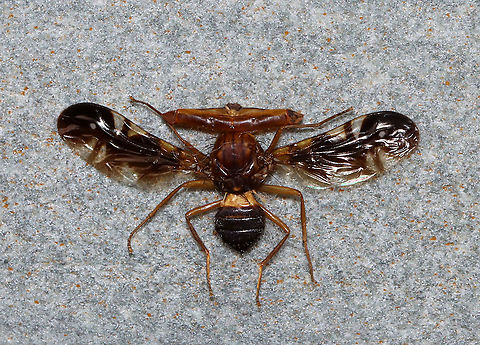 Stalk-eyed Fly - Family Diopsidae I love these flies, but sadly never determined the ID of this individual.  It is ~ 20 mm and is a male. 

*From my insect collection. It came from a hiking trail in Java, Indonesia Diopsidae,Geotagged,Spring,United States,diptera,fly,stalk-eyed fly