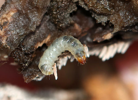 Beetle Larva in Hydnellum sp. Fungus Habitat: Found in a Hydnellum mushroom Geotagged,Hydnellum,Summer,United States,beetle,beetle larva,fungus beetle,larva