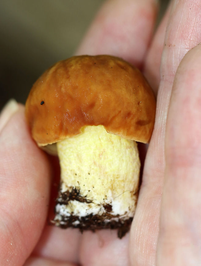 Hemileccinum subglabripes Tiny bolete with a brown cap, yellow pores, and a yellow stipe. <br />
<br />
Habitat: Growing near tree roots and a pond&rsquo;s edge. Mostly deciduous forest. Geotagged,Hemileccinum,Hemileccinum subglabripes,Summer,United States,fungus,mushroom
