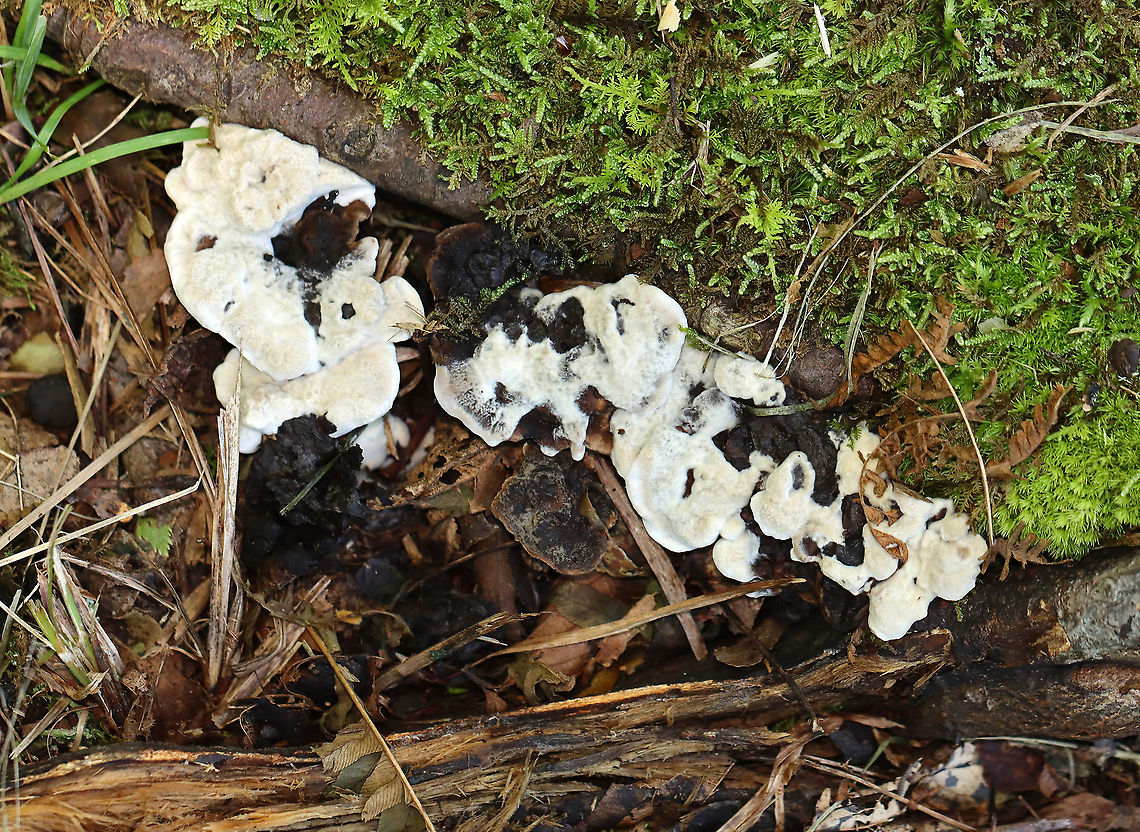 Phellodon confluens? Habitat: Growing on rotting wood/along tree roots; mostly deciduous forest Geotagged,Hydnellum,Phellodon confluens,Summer,United States,fungus