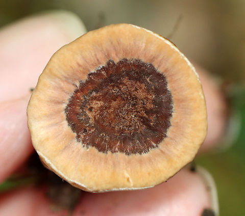 Hydnellum sp. Habitat: Growing on rotting wood/along tree roots. Pond edge; deciduous forest
https://www.jungledragon.com/image/112087/hydnellum_sp.html
https://www.jungledragon.com/image/112086/hydnellum_sp.html
https://www.jungledragon.com/image/112085/hydnellum_sp.html Geotagged,Hydnellum,Summer,United States,fungus,mushroom