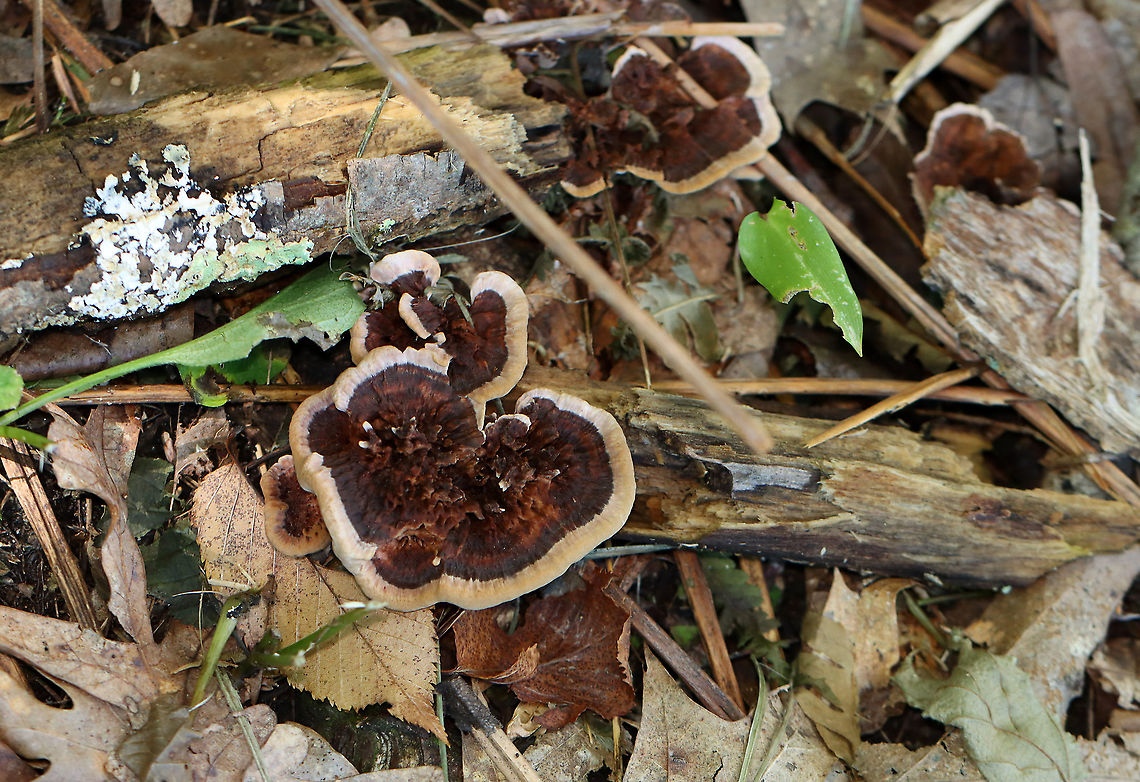 Hydnellum sp. Habitat: Growing on rotting wood/along tree roots. Pond edge; deciduous forest<br />
<figure class="photo"><a href="https://www.jungledragon.com/image/112086/hydnellum_sp.html" title="Hydnellum sp."><img src="https://s3.amazonaws.com/media.jungledragon.com/images/3232/112086_thumb.jpg?AWSAccessKeyId=05GMT0V3GWVNE7GGM1R2&Expires=1759968010&Signature=M2jW%2FUUCmgzW%2Bld2mEPv9HYZkjI%3D" width="200" height="146" alt="Hydnellum sp. Habitat: Growing on rotting wood/along tree roots. Pond edge; deciduous forest<br />
https://www.jungledragon.com/image/112084/hydnellum_sp.html<br />
https://www.jungledragon.com/image/112085/hydnellum_sp.html<br />
https://www.jungledragon.com/image/112087/hydnellum_sp.html Geotagged,Summer,United States" /></a></figure><br />
<figure class="photo"><a href="https://www.jungledragon.com/image/112087/hydnellum_sp.html" title="Hydnellum sp."><img src="https://s3.amazonaws.com/media.jungledragon.com/images/3232/112087_thumb.jpg?AWSAccessKeyId=05GMT0V3GWVNE7GGM1R2&Expires=1759968010&Signature=5%2FKoCccReQbegnI4gSMj%2F9Ro9Eg%3D" width="140" height="152" alt="Hydnellum sp. Habitat: Growing on rotting wood/along tree roots. Pond edge; deciduous forest<br />
https://www.jungledragon.com/image/112084/hydnellum_sp.html<br />
https://www.jungledragon.com/image/112086/hydnellum_sp.html<br />
https://www.jungledragon.com/image/112085/hydnellum_sp.html Geotagged,Summer,United States" /></a></figure><br />
<figure class="photo"><a href="https://www.jungledragon.com/image/112084/hydnellum_sp.html" title="Hydnellum sp."><img src="https://s3.amazonaws.com/media.jungledragon.com/images/3232/112084_thumb.jpg?AWSAccessKeyId=05GMT0V3GWVNE7GGM1R2&Expires=1759968010&Signature=3uEvevdNiSm0onMFMsgnhFQjUNU%3D" width="200" height="178" alt="Hydnellum sp. Habitat: Growing on rotting wood/along tree roots. Pond edge; deciduous forest<br />
https://www.jungledragon.com/image/112087/hydnellum_sp.html<br />
https://www.jungledragon.com/image/112086/hydnellum_sp.html<br />
https://www.jungledragon.com/image/112085/hydnellum_sp.html Geotagged,Hydnellum,Summer,United States,fungus,mushroom" /></a></figure> Geotagged,Summer,United States