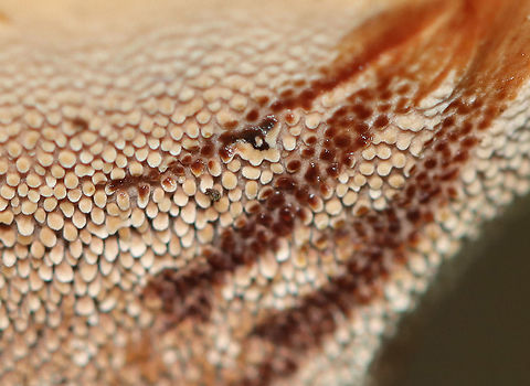 Hydnellum sp. Habitat: Growing on rotting wood/along tree roots. Pond edge; deciduous forest
https://www.jungledragon.com/image/112084/hydnellum_sp.html
https://www.jungledragon.com/image/112085/hydnellum_sp.html
https://www.jungledragon.com/image/112087/hydnellum_sp.html Geotagged,Summer,United States