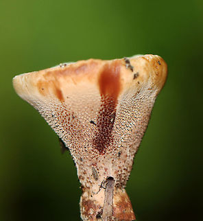 Hydnellum sp. Habitat: Growing on rotting wood/along tree roots. Pond edge; deciduous forest
https://www.jungledragon.com/image/112084/hydnellum_sp.html
https://www.jungledragon.com/image/112086/hydnellum_sp.html
https://www.jungledragon.com/image/112085/hydnellum_sp.html Geotagged,Summer,United States