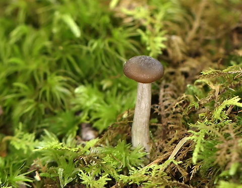 Agaricales - Maybe Pseudoclitocybe sp. or Entolomataceae? Habitat: Growing in moss; pond’s edge; mostly deciduous forest
https://www.jungledragon.com/image/112089/agaricales_-_maybe_pseudoclitocybe_sp._or_entolomataceae.html Agaricales,Geotagged,Summer,United States,fungus,mushroom