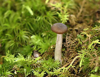 Agaricales - Maybe Pseudoclitocybe sp. or Entolomataceae? Habitat: Growing in moss; pond’s edge; mostly deciduous forest<br />
https://www.jungledragon.com/image/112089/agaricales_-_maybe_pseudoclitocybe_sp._or_entolomataceae.html Agaricales,Geotagged,Summer,United States,fungus,mushroom