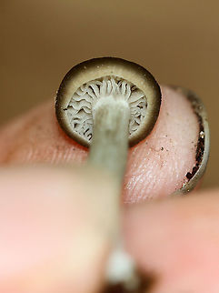Agaricales - Maybe Pseudoclitocybe sp. or Entolomataceae? Habitat: Growing in moss; pond&rsquo;s edge; mostly deciduous forest
https://www.jungledragon.com/image/112088/agaricales_-_maybe_pseudoclitocybe_sp._or_entolomataceae.html Geotagged,Summer,United States