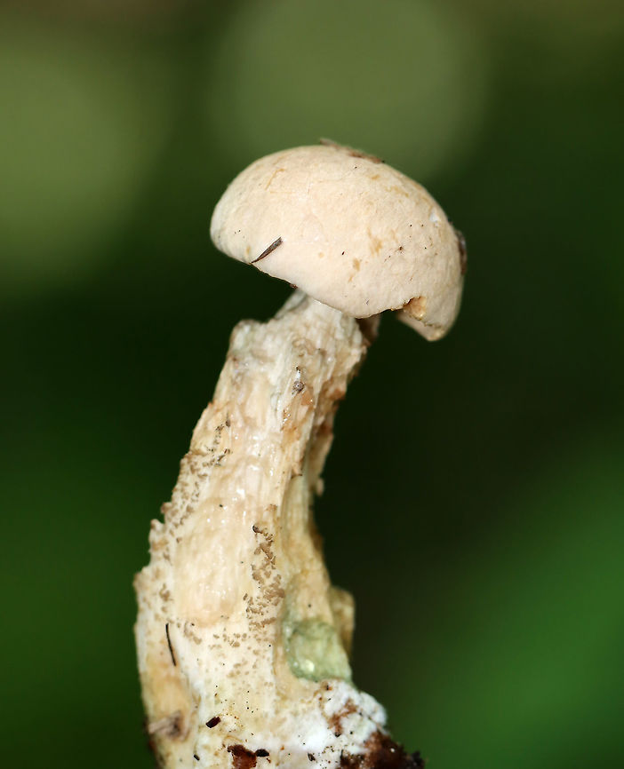 Leccinum sect. Scabra The cap was very pale pink/tan and the stipe had some greenish spots.<br />
<br />
Habitat: Growing on the ground near the edge of a pond; mostly deciduous forest.  Geotagged,Leccinum,Leccinum sect. Scabra,Summer,United States,fungi,mushroom