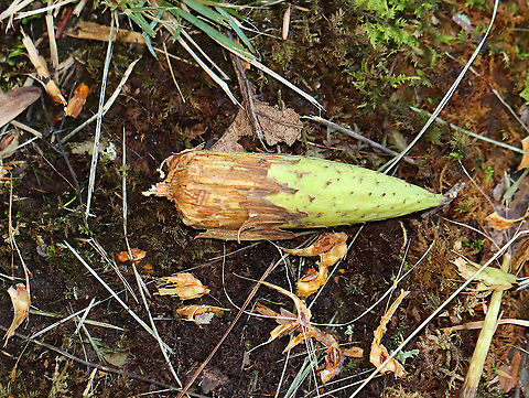 American Tulip Fruit - Liriodendron tulipifera I found a lot of these in the woods last autumn. They were all chewed up.

Habitat: Mixed forest American tulip tree,Geotagged,Liriodendron,Liriodendron tulipifera,Summer,United States,cone,fruit,signs of wildlife,tulip fruit