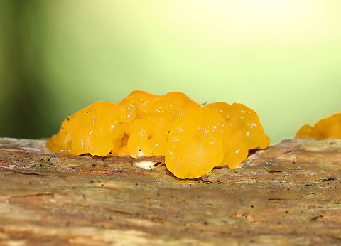 Dacrymyces chrysospermus Habitat: Decorticated, rotting conifer Dacrymyces,Dacrymyces chrysospermus,Geotagged,Summer,United States,fungus