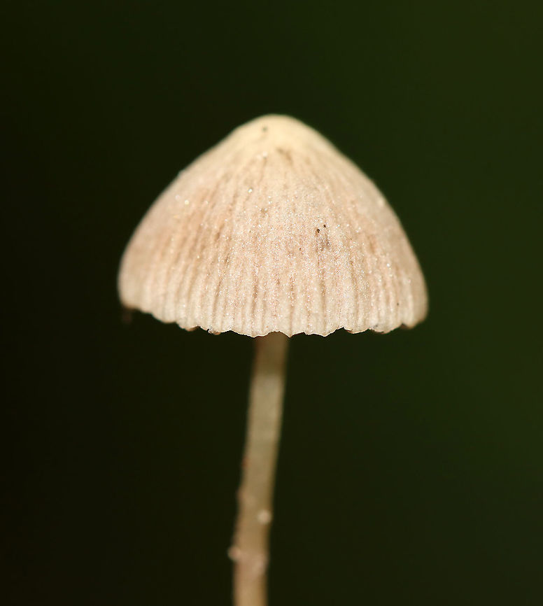 Mushroom - Psathyrella potteri *Species ID is tentative<br />
<br />
Habitat: Growing alone on the ground; mixed forest Agaricales,Geotagged,Psathyrella,Psathyrella potteri,Summer,United States,fungus,mushroom