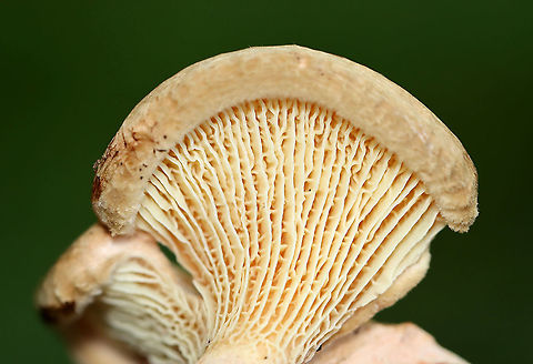 Paxillus sp. Habitat: Growing in a cluster on the ground. Pondside; mixed forest.
https://www.jungledragon.com/image/112096/paxillus_sp.html
https://www.jungledragon.com/image/112095/paxillus_sp.html Geotagged,Paxillus,Summer,United States,fungus,mushroom