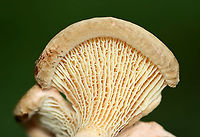 Paxillus sp. Habitat: Growing in a cluster on the ground. Pondside; mixed forest.<br />
https://www.jungledragon.com/image/112096/paxillus_sp.html<br />
https://www.jungledragon.com/image/112095/paxillus_sp.html Geotagged,Paxillus,Summer,United States,fungus,mushroom