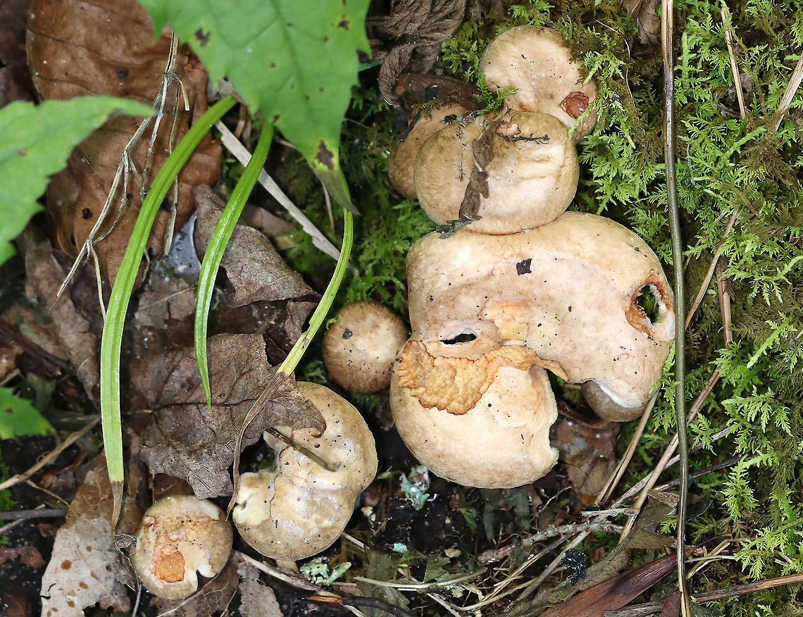 Paxillus sp. Habitat: Growing in a cluster on the ground. Pondside; mixed forest.<br />
<figure class="photo"><a href="https://www.jungledragon.com/image/112094/paxillus_sp.html" title="Paxillus sp."><img src="https://s3.amazonaws.com/media.jungledragon.com/images/3232/112094_thumb.jpg?AWSAccessKeyId=05GMT0V3GWVNE7GGM1R2&Expires=1759968010&Signature=%2FjWCIFHjMvNhhKuMhtCnzXYsw3c%3D" width="200" height="138" alt="Paxillus sp. Habitat: Growing in a cluster on the ground. Pondside; mixed forest.<br />
https://www.jungledragon.com/image/112096/paxillus_sp.html<br />
https://www.jungledragon.com/image/112095/paxillus_sp.html Geotagged,Paxillus,Summer,United States,fungus,mushroom" /></a></figure><br />
<figure class="photo"><a href="https://www.jungledragon.com/image/112096/paxillus_sp.html" title="Paxillus sp."><img src="https://s3.amazonaws.com/media.jungledragon.com/images/3232/112096_thumb.jpg?AWSAccessKeyId=05GMT0V3GWVNE7GGM1R2&Expires=1759968010&Signature=4CN%2FD0PcBitTLzh0o1KQ77Fwa%2F8%3D" width="200" height="144" alt="Paxillus sp. Habitat: Growing in a cluster on the ground. Pondside; mixed forest.<br />
https://www.jungledragon.com/image/112094/paxillus_sp.html<br />
https://www.jungledragon.com/image/112095/paxillus_sp.html Geotagged,Summer,United States" /></a></figure> Geotagged,Summer,United States