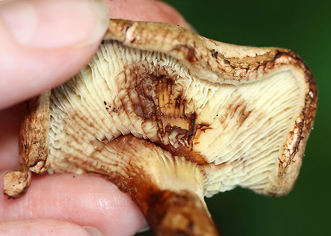 Paxillus sp. Habitat: Growing in a cluster on the ground. Pondside; mixed forest.
https://www.jungledragon.com/image/112094/paxillus_sp.html
https://www.jungledragon.com/image/112095/paxillus_sp.html Geotagged,Summer,United States