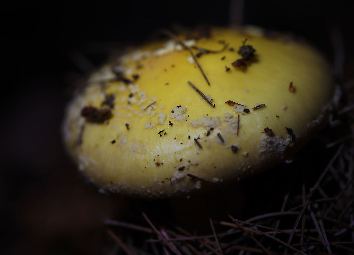 Poison Champagne Amanita - Amanita crenulata Habitat: Growing under pine<br />
<figure class="photo"><a href="https://www.jungledragon.com/image/112099/poison_champagne_amanita_-_amanita_crenulata.html" title="Poison Champagne Amanita - Amanita crenulata"><img src="https://s3.amazonaws.com/media.jungledragon.com/images/3232/112099_thumb.jpg?AWSAccessKeyId=05GMT0V3GWVNE7GGM1R2&Expires=1769040010&Signature=fcb%2Fj5LlpGfBs1PNOmmWQRMM%2BTE%3D" width="200" height="142" alt="Poison Champagne Amanita - Amanita crenulata Habitat: Growing under pine<br />
https://www.jungledragon.com/image/112097/mushroom_-_amanita_sp.html<br />
https://www.jungledragon.com/image/112098/mushroom_-_amanita_sp.html Amanita crenulata,Geotagged,Poison Champagne Amanita,Summer,United States" /></a></figure><br />
<figure class="photo"><a href="https://www.jungledragon.com/image/112098/poison_champagne_amanita_-_amanita_crenulata.html" title="Poison Champagne Amanita - Amanita crenulata"><img src="https://s3.amazonaws.com/media.jungledragon.com/images/3232/112098_thumb.jpg?AWSAccessKeyId=05GMT0V3GWVNE7GGM1R2&Expires=1769040010&Signature=fMTljQkzatmC3zsp2rwCBJhjiZ8%3D" width="200" height="158" alt="Poison Champagne Amanita - Amanita crenulata Habitat: Growing under pine<br />
https://www.jungledragon.com/image/112097/mushroom_-_amanita_sp.html<br />
https://www.jungledragon.com/image/112099/mushroom_-_amanita_sp.html Amanita crenulata,Geotagged,Poison Champagne Amanita,Summer,United States" /></a></figure> Amanita,Amanita crenulata,Geotagged,Poison Champagne Amanita,Summer,United States,fungus,mushroom