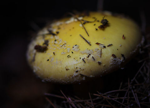 Poison Champagne Amanita - Amanita crenulata Habitat: Growing under pine
https://www.jungledragon.com/image/112099/mushroom_-_amanita_sp.html
https://www.jungledragon.com/image/112098/mushroom_-_amanita_sp.html Amanita,Amanita crenulata,Geotagged,Poison Champagne Amanita,Summer,United States,fungus,mushroom