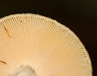 Poison Champagne Amanita - Amanita crenulata Habitat: Growing under pine<br />
https://www.jungledragon.com/image/112097/mushroom_-_amanita_sp.html<br />
https://www.jungledragon.com/image/112099/mushroom_-_amanita_sp.html Amanita crenulata,Geotagged,Poison Champagne Amanita,Summer,United States