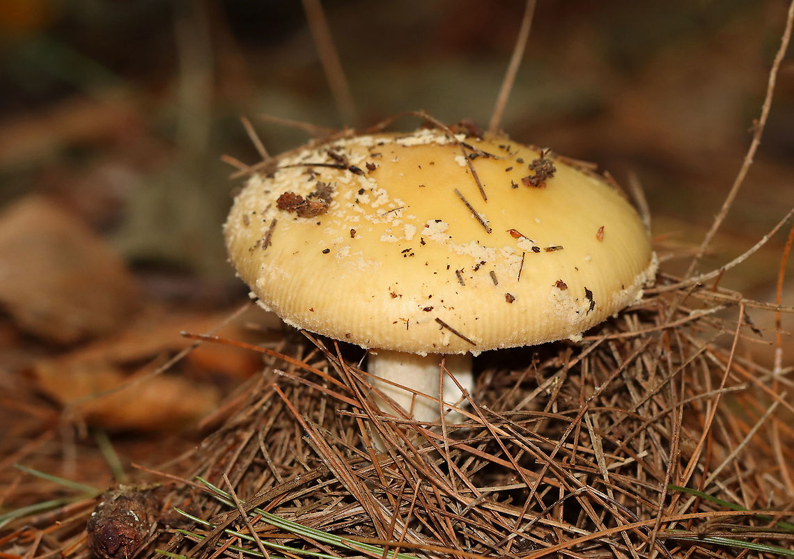 Poison Champagne Amanita - Amanita crenulata Habitat: Growing under pine<br />
<figure class="photo"><a href="https://www.jungledragon.com/image/112097/poison_champagne_amanita_-_amanita_crenulata.html" title="Poison Champagne Amanita - Amanita crenulata"><img src="https://s3.amazonaws.com/media.jungledragon.com/images/3232/112097_thumb.jpg?AWSAccessKeyId=05GMT0V3GWVNE7GGM1R2&Expires=1759968010&Signature=ZyG6cButHE4ldvklpBBwNUJv6Qs%3D" width="200" height="146" alt="Poison Champagne Amanita - Amanita crenulata Habitat: Growing under pine<br />
https://www.jungledragon.com/image/112099/mushroom_-_amanita_sp.html<br />
https://www.jungledragon.com/image/112098/mushroom_-_amanita_sp.html Amanita,Amanita crenulata,Geotagged,Poison Champagne Amanita,Summer,United States,fungus,mushroom" /></a></figure><br />
<figure class="photo"><a href="https://www.jungledragon.com/image/112098/poison_champagne_amanita_-_amanita_crenulata.html" title="Poison Champagne Amanita - Amanita crenulata"><img src="https://s3.amazonaws.com/media.jungledragon.com/images/3232/112098_thumb.jpg?AWSAccessKeyId=05GMT0V3GWVNE7GGM1R2&Expires=1759968010&Signature=9Rwuwn4koM%2BS5XuMotkCg%2Bz%2FrZA%3D" width="200" height="158" alt="Poison Champagne Amanita - Amanita crenulata Habitat: Growing under pine<br />
https://www.jungledragon.com/image/112097/mushroom_-_amanita_sp.html<br />
https://www.jungledragon.com/image/112099/mushroom_-_amanita_sp.html Amanita crenulata,Geotagged,Poison Champagne Amanita,Summer,United States" /></a></figure> Amanita crenulata,Geotagged,Poison Champagne Amanita,Summer,United States