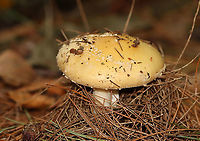 Poison Champagne Amanita - Amanita crenulata Habitat: Growing under pine<br />
https://www.jungledragon.com/image/112097/mushroom_-_amanita_sp.html<br />
https://www.jungledragon.com/image/112098/mushroom_-_amanita_sp.html Amanita crenulata,Geotagged,Poison Champagne Amanita,Summer,United States