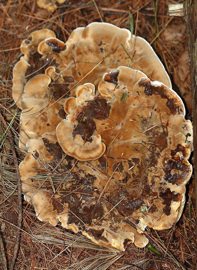 Woolly Velvet Polypore - Onnia tomentosa Flat, brown, velvety cap with yellowish edges. The pores and cap bruised brown.<br />
<br />
Habitat: Growing in on the ground in a mostly coniferous forest.<br />
<br />
**This fungus is a plant pathogen, and causes root rot, primarily in spruce.<br />
<figure class="photo"><a href="https://www.jungledragon.com/image/112105/woolly_velvet_polypore_-_onnia_tomentosa.html" title="Woolly Velvet Polypore - Onnia tomentosa"><img src="https://s3.amazonaws.com/media.jungledragon.com/images/3232/112105_thumb.jpg?AWSAccessKeyId=05GMT0V3GWVNE7GGM1R2&Expires=1763596810&Signature=rmPvIF0e%2BQTcSRN2eknFMT7Kshc%3D" width="200" height="176" alt="Woolly Velvet Polypore - Onnia tomentosa Flat, brown, velvety cap with yellowish edges. The pores and cap bruised brown.<br />
<br />
Habitat: Growing in on the ground in a mostly coniferous forest.<br />
<br />
**This fungus is a plant pathogen, and causes root rot, primarily in spruce.<br />
https://www.jungledragon.com/image/112103/woolly_velvet_polypore_-_onnia_tomentosa.html<br />
https://www.jungledragon.com/image/112104/woolly_velvet_polypore_-_onnia_tomentosa.html Geotagged,Onnia tomentosa,Summer,United States" /></a></figure><br />
<figure class="photo"><a href="https://www.jungledragon.com/image/112104/woolly_velvet_polypore_-_onnia_tomentosa.html" title="Woolly Velvet Polypore - Onnia tomentosa"><img src="https://s3.amazonaws.com/media.jungledragon.com/images/3232/112104_thumb.jpg?AWSAccessKeyId=05GMT0V3GWVNE7GGM1R2&Expires=1763596810&Signature=RMHAukZvChYnNdElOS3bdIc%2ByWo%3D" width="200" height="136" alt="Woolly Velvet Polypore - Onnia tomentosa Flat, brown, velvety cap with yellowish edges. The pores and cap bruised brown.<br />
<br />
Habitat: Growing in on the ground in a mostly coniferous forest.<br />
<br />
**This fungus is a plant pathogen, and causes root rot, primarily in spruce.https://www.jungledragon.com/image/112103/woolly_velvet_polypore_-_onnia_tomentosa.html<br />
https://www.jungledragon.com/image/112105/woolly_velvet_polypore_-_onnia_tomentosa.html Geotagged,Onnia tomentosa,Summer,United States" /></a></figure> Geotagged,Onnia,Onnia tomentosa,Summer,United States,Woolly Velvet Polypore,fungus,mushroom,plant pathogen,polypore
