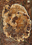 Woolly Velvet Polypore - Onnia tomentosa Flat, brown, velvety cap with yellowish edges. The pores and cap bruised brown.<br />
<br />
Habitat: Growing in on the ground in a mostly coniferous forest.<br />
<br />
**This fungus is a plant pathogen, and causes root rot, primarily in spruce.<br />
https://www.jungledragon.com/image/112105/woolly_velvet_polypore_-_onnia_tomentosa.html<br />
https://www.jungledragon.com/image/112104/woolly_velvet_polypore_-_onnia_tomentosa.html Geotagged,Onnia,Onnia tomentosa,Summer,United States,Woolly Velvet Polypore,fungus,mushroom,plant pathogen,polypore