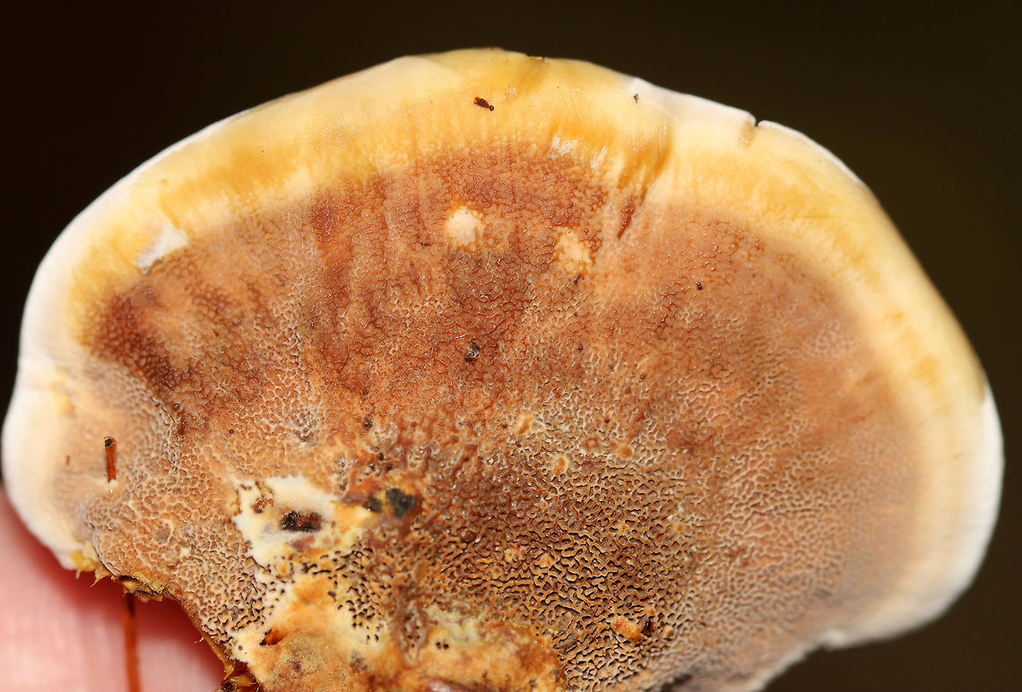 Woolly Velvet Polypore - Onnia tomentosa Flat, brown, velvety cap with yellowish edges. The pores and cap bruised brown.<br />
<br />
Habitat: Growing in on the ground in a mostly coniferous forest.<br />
<br />
**This fungus is a plant pathogen, and causes root rot, primarily in spruce.<figure class="photo"><a href="https://www.jungledragon.com/image/112103/woolly_velvet_polypore_-_onnia_tomentosa.html" title="Woolly Velvet Polypore - Onnia tomentosa"><img src="https://s3.amazonaws.com/media.jungledragon.com/images/3232/112103_thumb.jpg?AWSAccessKeyId=05GMT0V3GWVNE7GGM1R2&Expires=1767225610&Signature=WMkCRBjmNDGuAu3ChEyw6WOxjzY%3D" width="112" height="152" alt="Woolly Velvet Polypore - Onnia tomentosa Flat, brown, velvety cap with yellowish edges. The pores and cap bruised brown.<br />
<br />
Habitat: Growing in on the ground in a mostly coniferous forest.<br />
<br />
**This fungus is a plant pathogen, and causes root rot, primarily in spruce.<br />
https://www.jungledragon.com/image/112105/woolly_velvet_polypore_-_onnia_tomentosa.html<br />
https://www.jungledragon.com/image/112104/woolly_velvet_polypore_-_onnia_tomentosa.html Geotagged,Onnia,Onnia tomentosa,Summer,United States,Woolly Velvet Polypore,fungus,mushroom,plant pathogen,polypore" /></a></figure><br />
<figure class="photo"><a href="https://www.jungledragon.com/image/112105/woolly_velvet_polypore_-_onnia_tomentosa.html" title="Woolly Velvet Polypore - Onnia tomentosa"><img src="https://s3.amazonaws.com/media.jungledragon.com/images/3232/112105_thumb.jpg?AWSAccessKeyId=05GMT0V3GWVNE7GGM1R2&Expires=1767225610&Signature=h%2B9y23uRooUSS6SwXKgRC3xb9Og%3D" width="200" height="176" alt="Woolly Velvet Polypore - Onnia tomentosa Flat, brown, velvety cap with yellowish edges. The pores and cap bruised brown.<br />
<br />
Habitat: Growing in on the ground in a mostly coniferous forest.<br />
<br />
**This fungus is a plant pathogen, and causes root rot, primarily in spruce.<br />
https://www.jungledragon.com/image/112103/woolly_velvet_polypore_-_onnia_tomentosa.html<br />
https://www.jungledragon.com/image/112104/woolly_velvet_polypore_-_onnia_tomentosa.html Geotagged,Onnia tomentosa,Summer,United States" /></a></figure> Geotagged,Onnia tomentosa,Summer,United States