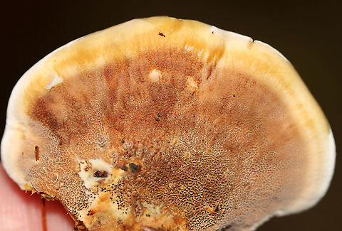 Woolly Velvet Polypore - Onnia tomentosa Flat, brown, velvety cap with yellowish edges. The pores and cap bruised brown.

Habitat: Growing in on the ground in a mostly coniferous forest.

**This fungus is a plant pathogen, and causes root rot, primarily in spruce.https://www.jungledragon.com/image/112103/woolly_velvet_polypore_-_onnia_tomentosa.html
https://www.jungledragon.com/image/112105/woolly_velvet_polypore_-_onnia_tomentosa.html Geotagged,Onnia tomentosa,Summer,United States