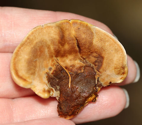 Woolly Velvet Polypore - Onnia tomentosa Flat, brown, velvety cap with yellowish edges. The pores and cap bruised brown.

Habitat: Growing in on the ground in a mostly coniferous forest.

**This fungus is a plant pathogen, and causes root rot, primarily in spruce.
https://www.jungledragon.com/image/112103/woolly_velvet_polypore_-_onnia_tomentosa.html
https://www.jungledragon.com/image/112104/woolly_velvet_polypore_-_onnia_tomentosa.html Geotagged,Onnia tomentosa,Summer,United States
