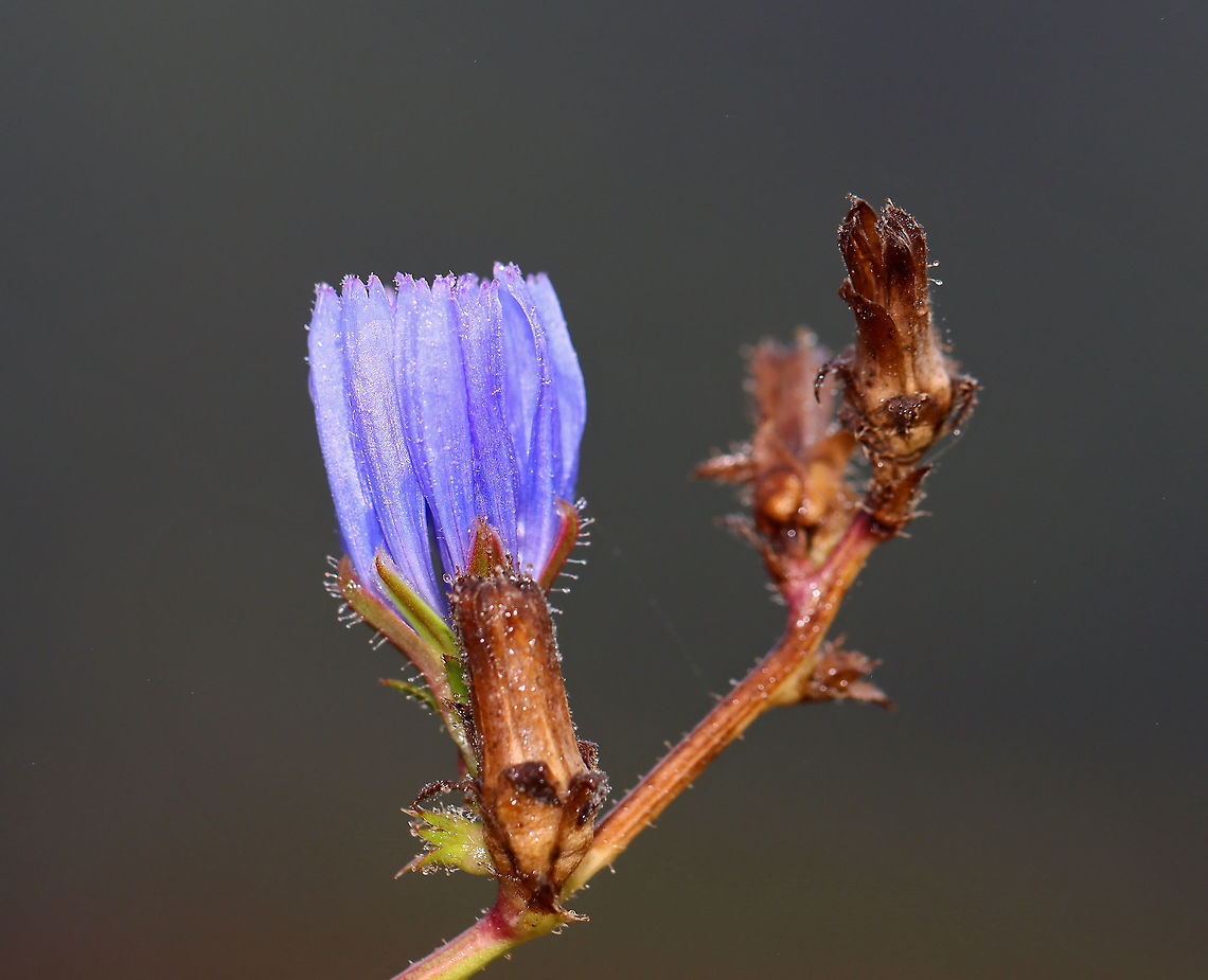 Chicory - Cichorium intybus Chicory has a tough, hairy stem that grows up to 100 cm tall. The flower heads grow up to approximately 4 cm wide, and are usually lavender - blue in color.<br />
<br />
Chicory is often used in salad, as a food additive, medicinally, and used in adulterated coffee.<br />
<br />
Habitat: Meadow Cichorium,Cichorium intybus,Common Chicory,Geotagged,Summer,United States,chicory