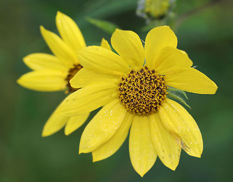 Giant Sunflower -  Helianthus giganteus Habitat: Meadow
https://www.jungledragon.com/image/112110/sunflower_-_helianthus_sp.html
https://www.jungledragon.com/image/112109/sunflower_-_helianthus_sp.html Geotagged,Helianthus,Helianthus giganteus,Summer,United States,sunflower