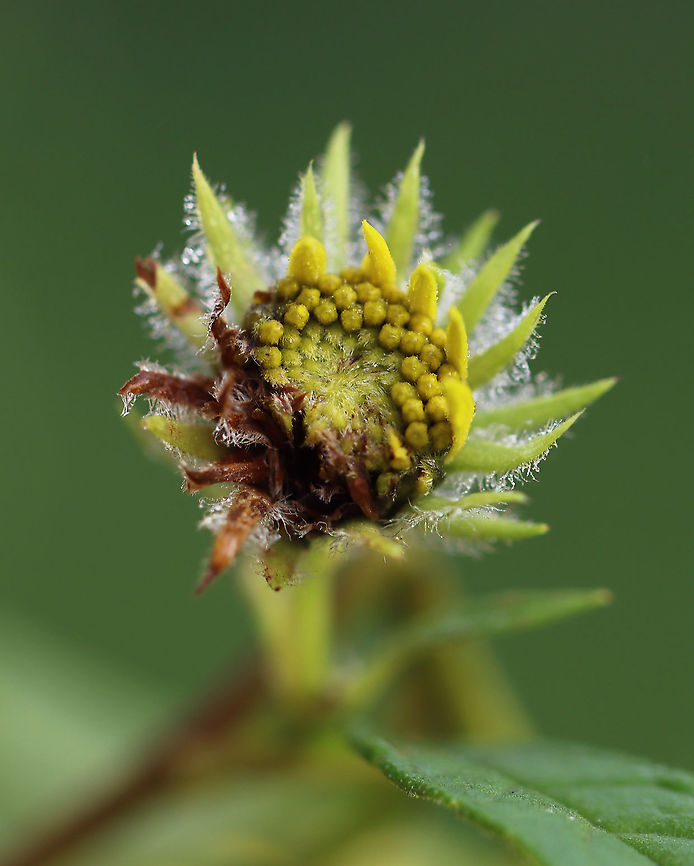 Sunflower - Helianthus sp. Habitat: Meadow<br />
<figure class="photo"><a href="https://www.jungledragon.com/image/112107/giant_sunflower_-_helianthus_giganteus.html" title="Giant Sunflower -  Helianthus giganteus"><img src="https://s3.amazonaws.com/media.jungledragon.com/images/3232/112107_thumb.jpg?AWSAccessKeyId=05GMT0V3GWVNE7GGM1R2&Expires=1759968010&Signature=CNVE5xciSkLEtPsWOpQbZtVrZbA%3D" width="200" height="158" alt="Giant Sunflower -  Helianthus giganteus Habitat: Meadow<br />
https://www.jungledragon.com/image/112110/sunflower_-_helianthus_sp.html<br />
https://www.jungledragon.com/image/112109/sunflower_-_helianthus_sp.html Geotagged,Helianthus,Helianthus giganteus,Summer,United States,sunflower" /></a></figure><br />
<figure class="photo"><a href="https://www.jungledragon.com/image/112110/sunflower_-_helianthus_sp.html" title="Sunflower - Helianthus sp."><img src="https://s3.amazonaws.com/media.jungledragon.com/images/3232/112110_thumb.jpg?AWSAccessKeyId=05GMT0V3GWVNE7GGM1R2&Expires=1759968010&Signature=in2vxle9Bcj94q5ZJLaPkdqP4rY%3D" width="108" height="152" alt="Sunflower - Helianthus sp. Habitat: Meadow<br />
https://www.jungledragon.com/image/112107/sunflower_-_helianthus_sp.html<br />
https://www.jungledragon.com/image/112109/sunflower_-_helianthus_sp.html Geotagged,Summer,United States" /></a></figure> Geotagged,Summer,United States