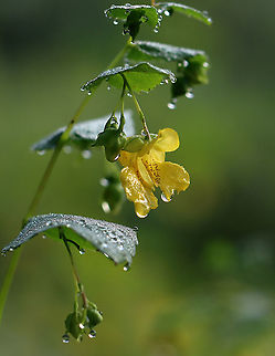 Touch-Me-Not - Impatiens pallida Habitat: Meadow Geotagged,Impatiens,Impatiens pallida,Pale jewelweed,Summer,United States,jewelweed,touch-me-not