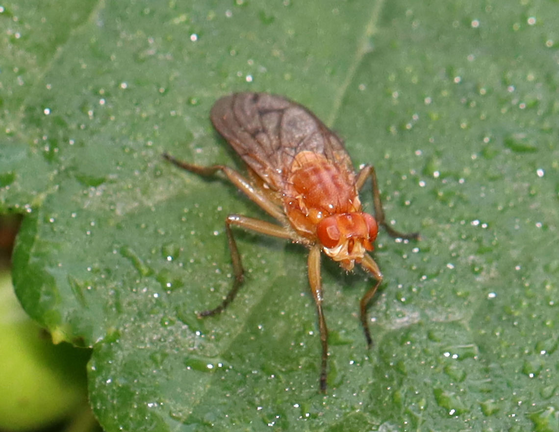 Fly - Family Heleomyzidae or Lauxaniidae? Habitat: Farm/meadow edge Geotagged,Summer,United States,diptera,fly