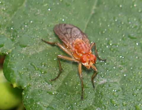 Fly - Family Heleomyzidae or Lauxaniidae? Habitat: Farm/meadow edge Geotagged,Summer,United States,diptera,fly