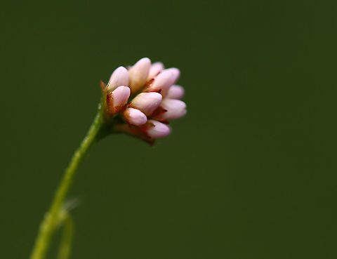 Arrowleaf Tearthumb - Persicaria sagittata Habitat: Meadow/pond edge
https://www.jungledragon.com/image/112118/arrowleaf_tearthumb_-_persicaria_sagittata.html
https://www.jungledragon.com/image/112117/arrowleaf_tearthumb_-_persicaria_sagittata.html
https://www.jungledragon.com/image/112116/arrowleaf_tearthumb_-_persicaria_sagittata.html
https://www.jungledragon.com/image/112115/arrowleaf_tearthumb_-_persicaria_sagittata.html American tearthumb,Geotagged,Persicaria,Persicaria sagittata,Summer,United States,arrowleaf tearthumb