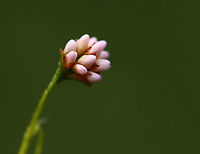 Arrowleaf Tearthumb - Persicaria sagittata Habitat: Meadow/pond edge<br />
https://www.jungledragon.com/image/112118/arrowleaf_tearthumb_-_persicaria_sagittata.html<br />
https://www.jungledragon.com/image/112117/arrowleaf_tearthumb_-_persicaria_sagittata.html<br />
https://www.jungledragon.com/image/112116/arrowleaf_tearthumb_-_persicaria_sagittata.html<br />
https://www.jungledragon.com/image/112115/arrowleaf_tearthumb_-_persicaria_sagittata.html American tearthumb,Geotagged,Persicaria,Persicaria sagittata,Summer,United States,arrowleaf tearthumb