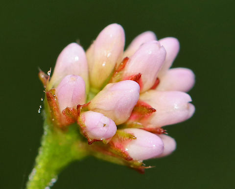 Arrowleaf Tearthumb - Persicaria sagittata Habitat: Meadow/pond edge
https://www.jungledragon.com/image/112114/arrowleaf_tearthumb_-_persicaria_sagittata.html
https://www.jungledragon.com/image/112118/arrowleaf_tearthumb_-_persicaria_sagittata.html
https://www.jungledragon.com/image/112117/arrowleaf_tearthumb_-_persicaria_sagittata.html
https://www.jungledragon.com/image/112116/arrowleaf_tearthumb_-_persicaria_sagittata.html American tearthumb,Geotagged,Persicaria sagittata,Summer,United States