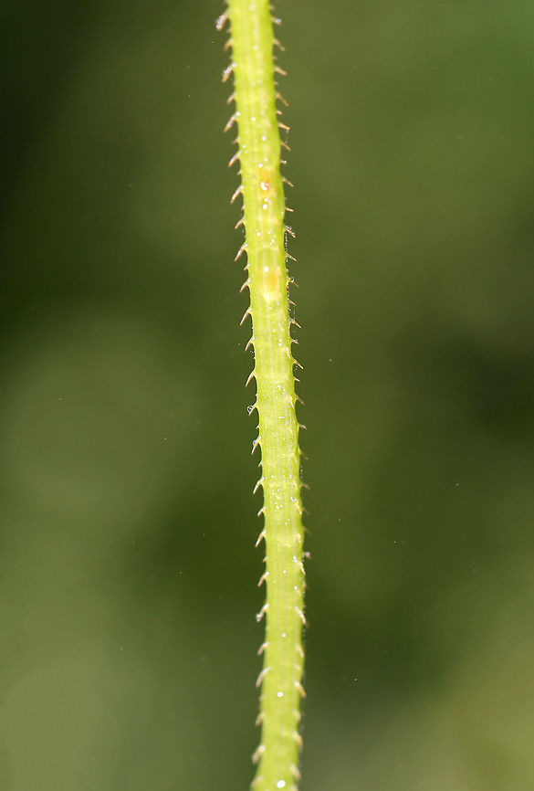 Arrowleaf Tearthumb - Persicaria sagittata Habitat: Meadow/pond edge<br />
<figure class="photo"><a href="https://www.jungledragon.com/image/112114/arrowleaf_tearthumb_-_persicaria_sagittata.html" title="Arrowleaf Tearthumb - Persicaria sagittata"><img src="https://s3.amazonaws.com/media.jungledragon.com/images/3232/112114_thumb.jpg?AWSAccessKeyId=05GMT0V3GWVNE7GGM1R2&Expires=1769040010&Signature=xD93NZwpWliVTqHvQj4avPZfeEA%3D" width="200" height="154" alt="Arrowleaf Tearthumb - Persicaria sagittata Habitat: Meadow/pond edge<br />
https://www.jungledragon.com/image/112118/arrowleaf_tearthumb_-_persicaria_sagittata.html<br />
https://www.jungledragon.com/image/112117/arrowleaf_tearthumb_-_persicaria_sagittata.html<br />
https://www.jungledragon.com/image/112116/arrowleaf_tearthumb_-_persicaria_sagittata.html<br />
https://www.jungledragon.com/image/112115/arrowleaf_tearthumb_-_persicaria_sagittata.html American tearthumb,Geotagged,Persicaria,Persicaria sagittata,Summer,United States,arrowleaf tearthumb" /></a></figure><br />
<figure class="photo"><a href="https://www.jungledragon.com/image/112118/arrowleaf_tearthumb_-_persicaria_sagittata.html" title="Arrowleaf Tearthumb - Persicaria sagittata"><img src="https://s3.amazonaws.com/media.jungledragon.com/images/3232/112118_thumb.jpg?AWSAccessKeyId=05GMT0V3GWVNE7GGM1R2&Expires=1769040010&Signature=41Rzj2Mjo9QDJ1mghW0i12xVMoM%3D" width="116" height="152" alt="Arrowleaf Tearthumb - Persicaria sagittata Habitat: Meadow/pond edge<br />
https://www.jungledragon.com/image/112114/arrowleaf_tearthumb_-_persicaria_sagittata.html<br />
https://www.jungledragon.com/image/112117/arrowleaf_tearthumb_-_persicaria_sagittata.html<br />
https://www.jungledragon.com/image/112116/arrowleaf_tearthumb_-_persicaria_sagittata.html<br />
https://www.jungledragon.com/image/112115/arrowleaf_tearthumb_-_persicaria_sagittata.html Geotagged,Persicaria sagittata,Summer,United States" /></a></figure><br />
<figure class="photo"><a href="https://www.jungledragon.com/image/112117/arrowleaf_tearthumb_-_persicaria_sagittata.html" title="Arrowleaf Tearthumb - Persicaria sagittata"><img src="https://s3.amazonaws.com/media.jungledragon.com/images/3232/112117_thumb.jpg?AWSAccessKeyId=05GMT0V3GWVNE7GGM1R2&Expires=1769040010&Signature=%2FG%2F15bFCIRUyHEE70BUCWS4ZNtY%3D" width="120" height="152" alt="Arrowleaf Tearthumb - Persicaria sagittata Habitat: Meadow/pond edge<br />
https://www.jungledragon.com/image/112114/arrowleaf_tearthumb_-_persicaria_sagittata.html<br />
https://www.jungledragon.com/image/112118/arrowleaf_tearthumb_-_persicaria_sagittata.html<br />
https://www.jungledragon.com/image/112116/arrowleaf_tearthumb_-_persicaria_sagittata.html<br />
https://www.jungledragon.com/image/112115/arrowleaf_tearthumb_-_persicaria_sagittata.html Geotagged,Persicaria sagittata,Summer,United States" /></a></figure><br />
<figure class="photo"><a href="https://www.jungledragon.com/image/112115/arrowleaf_tearthumb_-_persicaria_sagittata.html" title="Arrowleaf Tearthumb - Persicaria sagittata"><img src="https://s3.amazonaws.com/media.jungledragon.com/images/3232/112115_thumb.jpg?AWSAccessKeyId=05GMT0V3GWVNE7GGM1R2&Expires=1769040010&Signature=3YTi7Eh8aAoesjilQnq1YzxJ1h0%3D" width="200" height="162" alt="Arrowleaf Tearthumb - Persicaria sagittata Habitat: Meadow/pond edge<br />
https://www.jungledragon.com/image/112114/arrowleaf_tearthumb_-_persicaria_sagittata.html<br />
https://www.jungledragon.com/image/112118/arrowleaf_tearthumb_-_persicaria_sagittata.html<br />
https://www.jungledragon.com/image/112117/arrowleaf_tearthumb_-_persicaria_sagittata.html<br />
https://www.jungledragon.com/image/112116/arrowleaf_tearthumb_-_persicaria_sagittata.html American tearthumb,Geotagged,Persicaria sagittata,Summer,United States" /></a></figure> American tearthumb,Geotagged,Persicaria sagittata,Summer,United States